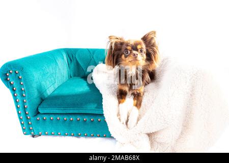 chihuahua, langhaarige chihuahua, langhaarige chihuahua, chihuahua Hündchen, niedlich, Hündchen, Hund im Korb, Korb, weißer Hintergrund, lange Haare, lang, ha Stockfoto