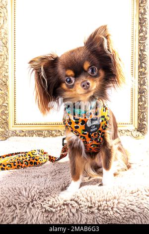 chihuahua, langhaarige chihuahua, langhaarige chihuahua, chihuahua Hündchen, niedlich, Hündchen, Hund im Korb, Korb, weißer Hintergrund, lange Haare, lang, ha Stockfoto