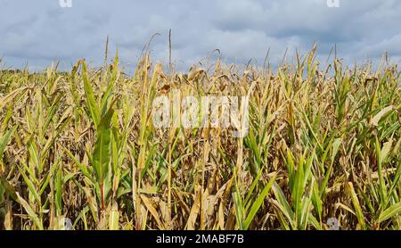 29.09.2022, Deutschland, Niedersachsen, Fischerhude - aufgrund der langen Dürre ziemlich schlechtes Maisfeld. 00A220929D029CAROEX.JPG [MODELLVERSION: NICHT ZUTREFFEND Stockfoto