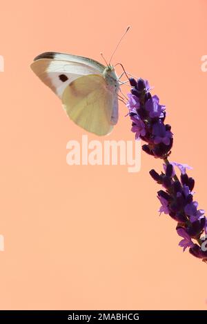 02.07.2022, Deutschland, Hansestadt Hamburg, Hamburg - große weiße Kohlbiene, die Nektar aus einer Lavendelblume saugt. 00S220702D487CAROEX.JPG [MODUS Stockfoto