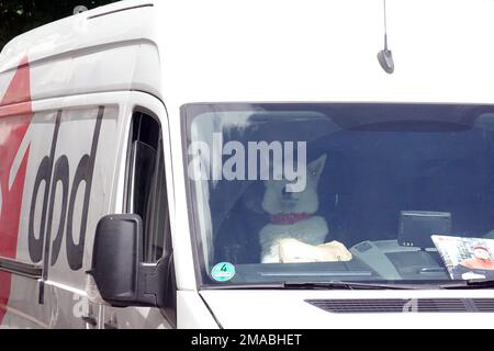 31.08.2022, Deutschland, Berlin - Hund sitzt in einem Lieferwagen der Paketzustellfirma dpd. 00S220831D815CAROEX.JPG [MODELLVERSION: NEIN, MODELLVERSION Stockfoto