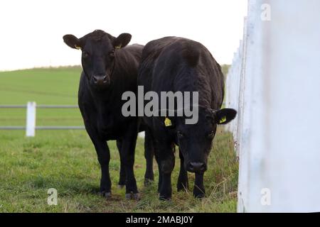 24.10.2022, Deutschland, Nordrhein-Westfalen, Roedinghausen - Roedinghausen, Deutschland - Rinder schauen aufmerksam auf den Zuschauer. 00S221024D147CAROEX.JP Stockfoto