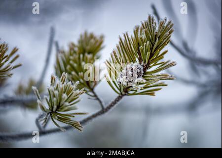 Pinienzweig mit einem Kegel in Frostnadeln. Rime. Natürlicher Winter abstrakter Hintergrund. Nahaufnahme, Weichfokus. Stockfoto