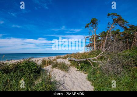 06.09.2022, Deutschland, Mecklenburg-Vorpommern, geboren am Darss - Pinienwald in den Dünen am Darss West Beach nördlich von Ahrenshoop. Im Westen Stockfoto