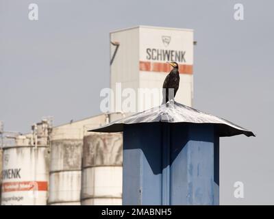 Großer Kormoran in Bamberg Stockfoto