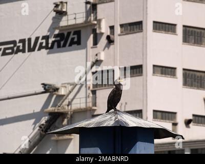 Großer Kormoran in Bamberg Stockfoto