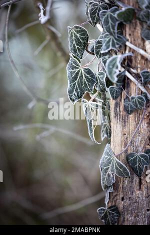 Kletterpflanze, gefrorenes Efeu, auf Holz im Winter in Deutschland Stockfoto