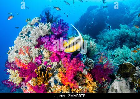 Ein wunderschöner Wimpel-Korallenfisch (Longfin-Bannerfisch, Riffbannerfisch, Heniochus acuminatus), umgeben von bunten Weichkorallen in Ägypten Stockfoto