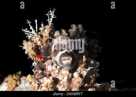 Der Maskenpuffer (Arothron diadematus) ist ein Pufferfisch der Familie Tetraodontidae. Stockfoto