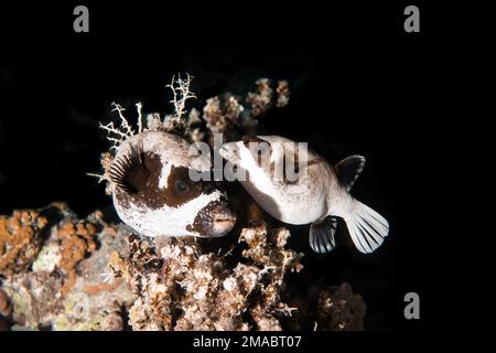 Der Maskenpuffer (Arothron diadematus) ist ein Pufferfisch der Familie Tetraodontidae. Stockfoto