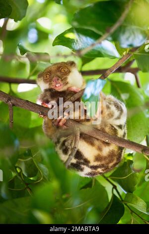 Der gemeine Fleck Cuscus wurde auf den Raja Ampat Inseln fotografiert Stockfoto