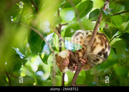 Der gemeine Fleck Cuscus wurde auf den Raja Ampat Inseln fotografiert Stockfoto