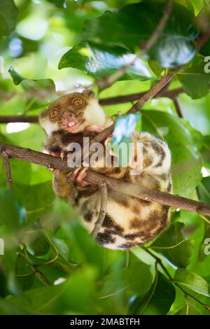 Der gemeine Fleck Cuscus wurde auf den Raja Ampat Inseln fotografiert Stockfoto