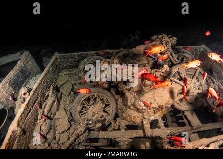 Thistlegorm Norton 16H und BSA Motorräder, in der Frachthalle, einige liegen in Bedford Trucks zurück, das Rote Meer Ägypten ist das beste Wrack der Welt Stockfoto