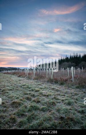 Aufforstung mit Plastik-Baumschutz im Wye Valley. Stockfoto