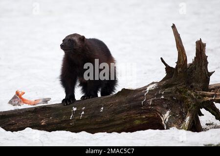 Der nordamerikanische Wolverine, gulo gulo luscus auf dem Holz Stockfoto