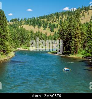 Sparren, Angeln am Fluss in der Nähe von Potomac, Montana blackfoot Stockfoto