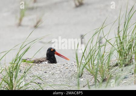 American Oystercatcher (Haematopus) in Sand Dunes am Strand in Stone Harbor, New Jersey Stockfoto