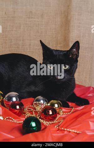 Schwarze Katze mit Weihnachtsdekoration im Winter Stockfoto