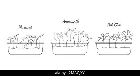 Handgezogenes Set, wenn Mikrogrün. Vektordarstellung im Skizzenstil isoliert auf weißem Hintergrund. Stock Vektor