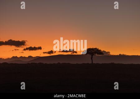 Die Sonne geht über Masai Mara auf Stockfoto