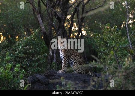 Leopard in der Nacht Stockfoto