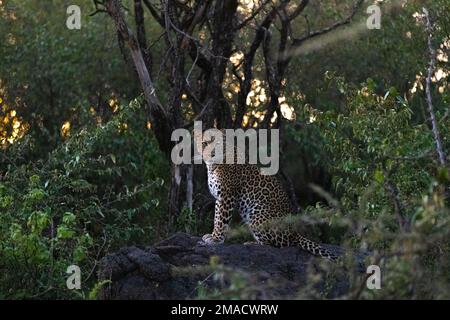 Leopard in der Nacht Stockfoto