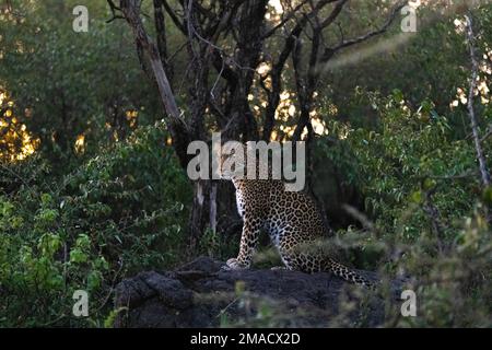 Leopard in der Nacht Stockfoto