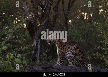 Leopard in der Nacht Stockfoto