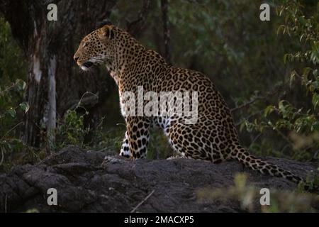 Leopard in der Nacht Stockfoto