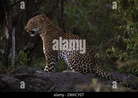 Leopard in der Nacht Stockfoto