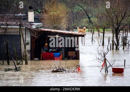 Ein kleiner Hund sucht Schutz auf dem Dach seiner Hundehütte, die nach einer Überschwemmung in Rieti, Italien, vollständig überflutet wurde. 18. Januar 2023. (Foto von Riccardo Fabi/Pacific Press) Kredit: Pacific Press Media Production Corp./Alamy Live News Stockfoto