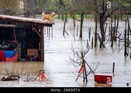 Ein kleiner Hund sucht Schutz auf dem Dach seiner Hundehütte, die nach einer Überschwemmung in Rieti, Italien, vollständig überflutet wurde. 18. Januar 2023. (Foto von Riccardo Fabi/Pacific Press) Kredit: Pacific Press Media Production Corp./Alamy Live News Stockfoto