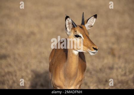 Impalas überqueren eine Safari-Straße Stockfoto