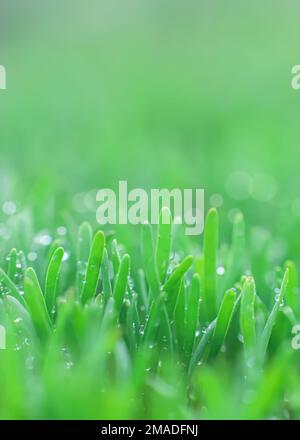 Polygonum aviculare, gewöhnliches Knotengras, Knollengras, Vogelgras, Schweinebraten und Tieflauch. Junge grüne Grassprossen auf grünem Hintergrund. Frühling Stockfoto