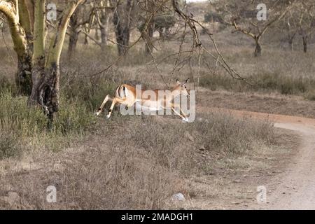 Impalas überqueren eine Safari-Straße Stockfoto