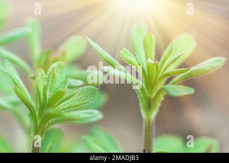 Galium-Aparin-Spaltlinge, Katzenkraut, Kuchenkraut, Robin-Lauf-die-Hecke, Sticky willy, Klebrige Weide, klebriger Jack, klebriger Jack und griffiges Gras in Stockfoto