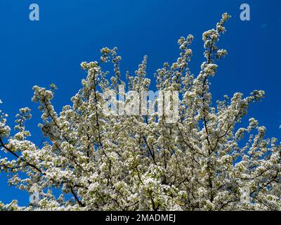 Frühlingskrabben-Apfelblüten: Ein Baum im Arboretum platzt mit weißen Blumen vor einem tiefblauen Himmel Stockfoto