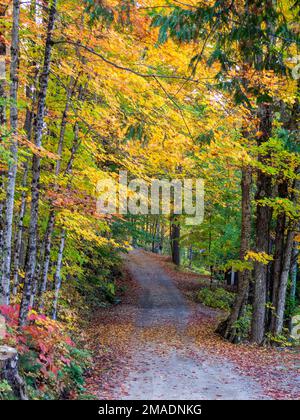 Herbstfarben über einer kleinen kurvenreichen Straße in Quebec: Heruntergefallene Blätter und überragende Bäume in Herbstfarben entlang einer kleinen Gasse in den Wäldern von West-Quebec. Stockfoto