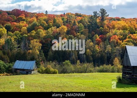 Verlassene Scheunen und Herbstfarben: Stillgelegte Scheunen und Nebengebäude, umgeben von den Herbstfarben der Hügel, die das westliche Waldland von Quebec bilden. Stockfoto