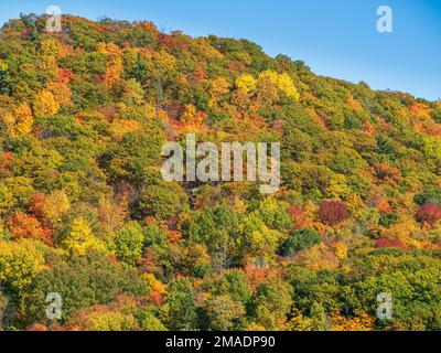 Herbstfarben am Hang: Farbige Blätter einer Vielzahl von Laubbbäumen bilden einen komplexen Wandteppich an der Seite eines Hügels in der Region Pontiac im Westen Quebecs. Stockfoto