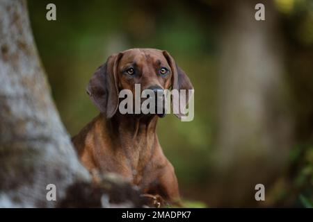 Rhodesian ridgeback in einem Wald Stockfoto