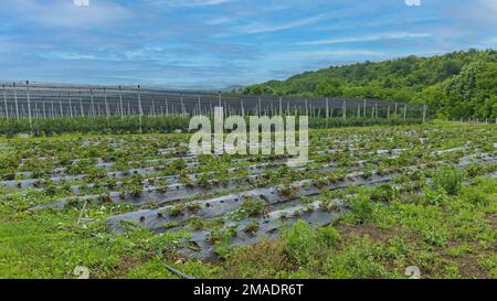 Perforierte Erdbeerfolie auf dem Feld „ROWS Fruit Farm“ Stockfoto