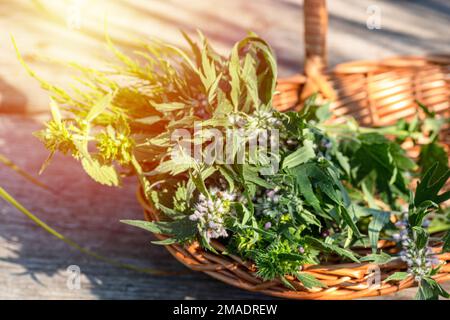 Leonurus cardiaca, Mutterwort, Wurfkraut, Löwenohr, Löwenschwanz Heilpflanze in einem Korb auf einem Holztisch. Stockfoto