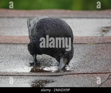 Eine Aaskrähe, die aus einer kleinen Pfütze Regenwasser auf einem Flachdach trinkt Stockfoto