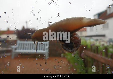 Eine große Gartenschnecke, Cornu Asperum, die nach einer Regendusche durch ein Fenster krabbelte. Von der Unterseite aus gesehen Stockfoto