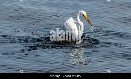 Jagd auf das große Weiße Egret: Ein großes Weißes Eichhörnchen, das im seichten Wasser des Flusses Ottawa angeln kann. Er hält einen gefangenen Fisch in seinem scharfen Schnabel. Stockfoto