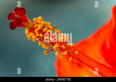 Rote Hibiskusblume. Romantische bunte, wunderschöne Hibiskusblüte in der Natur. Stockfoto