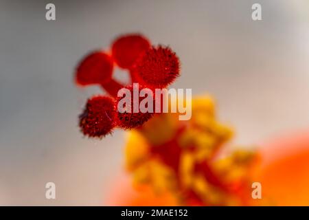 Hibiskusblüte und verschwommener Hintergrund. Romantische bunte, wunderschöne Hibiskusblüte in der Natur. Stockfoto