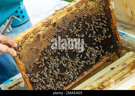 Inspektion von Bienenfamilien auf Bienenhaus im Frühjahr Bienenzucht-Konzept. Weichfokus. Stockfoto